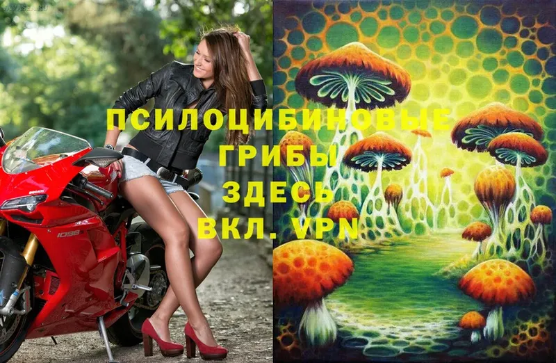 купить  сайты  Арск  Галлюциногенные грибы Cubensis 